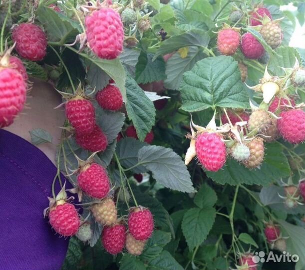 Ремонтантная малина