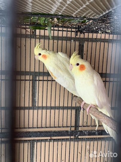 Птенцы попугая корелла 2 месяца