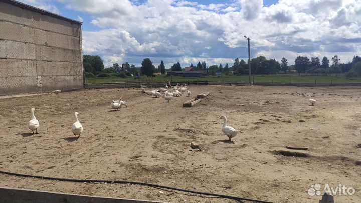 Гуси (племенное стадо)