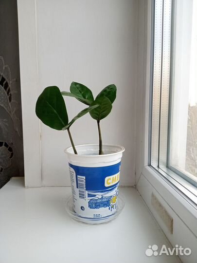 Замиокулькас молодой комнатное растение