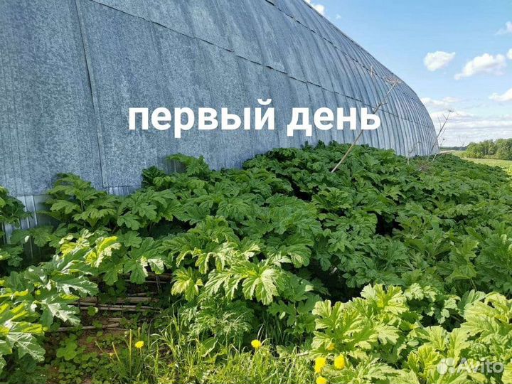 Уничтожу борщевик
