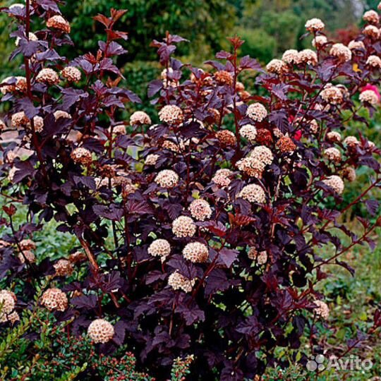 Пузыреплодник калинолистный Angel Gold, Red Baron