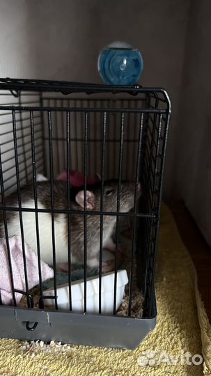 Крыса с клеткой