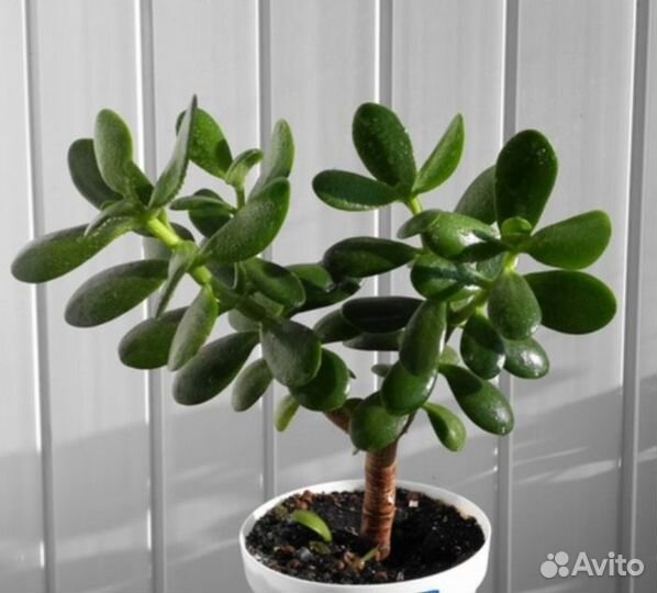 Толстянка - денежное дерево