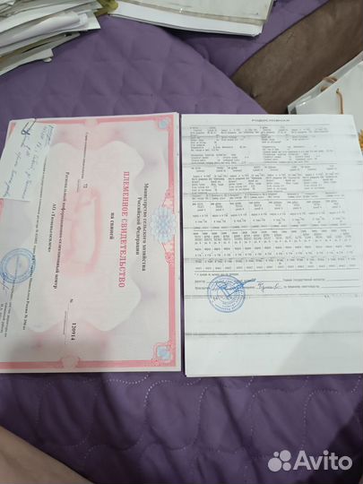 Семя хряка Пьетрен