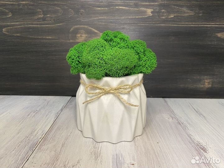 Кашпо из гипса со мхом