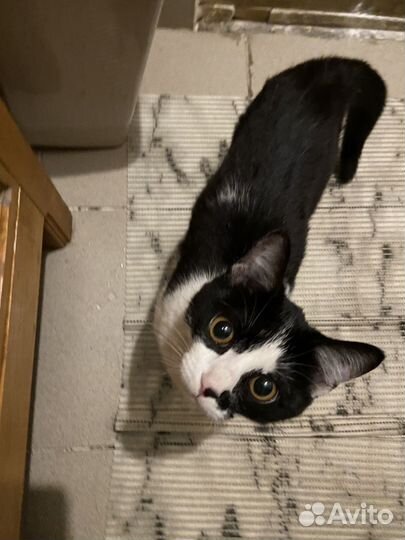 Котенок (девочка)