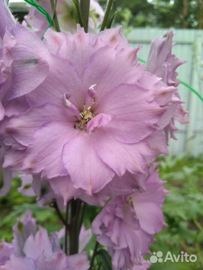 Семена новозеландских дельфиниумов