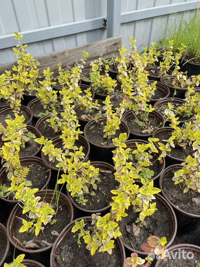 Бересклет Форчуна