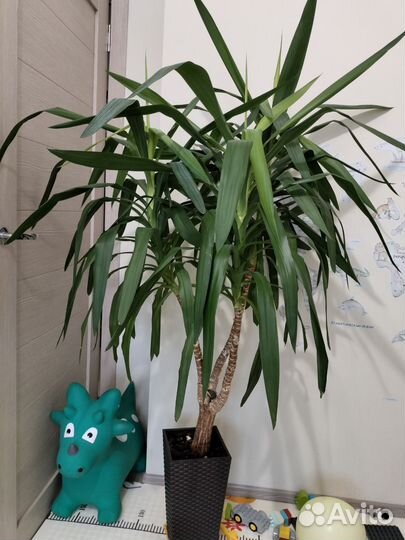 Пальма юкка