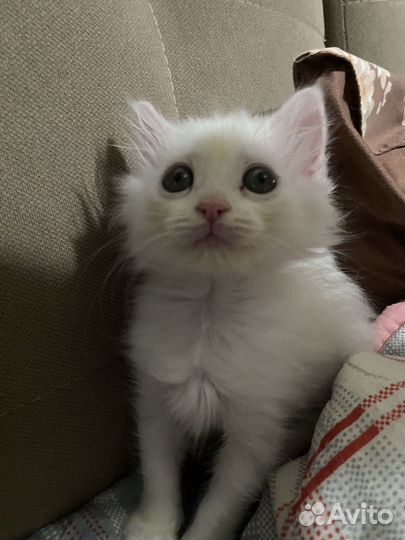 Котята в добрые руки приучены к лотку