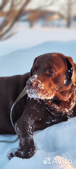 Отдам в добрые руки лабрадора