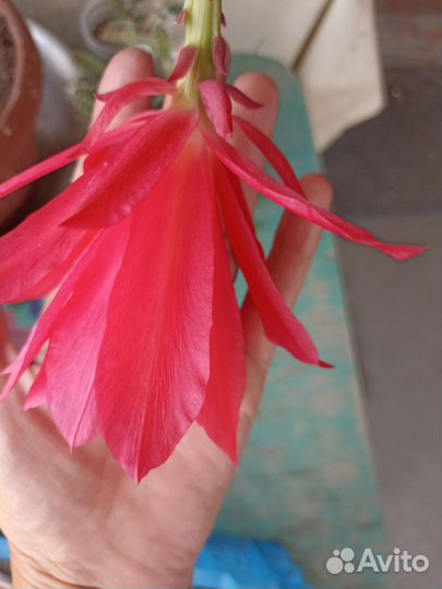 Эпифилум. Лесной кактус