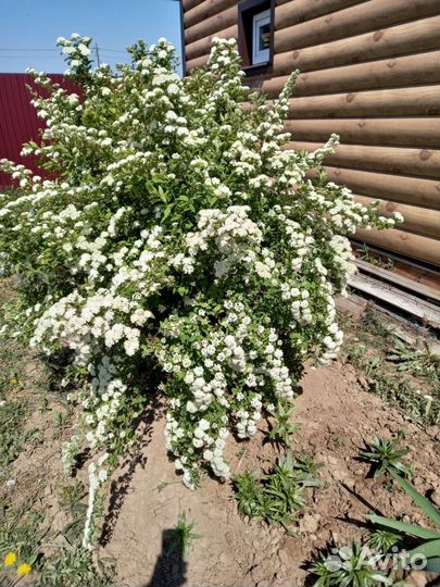 Спирея вангутта