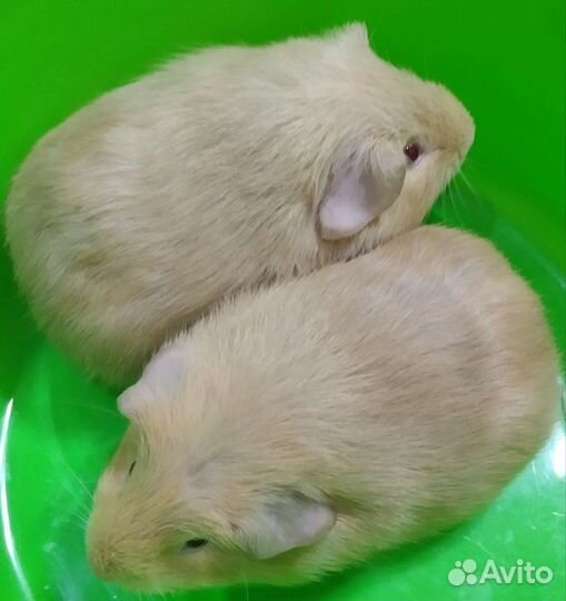 Свинята на подарки малышки породистые