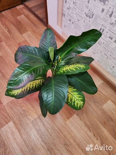 Диффенбахия