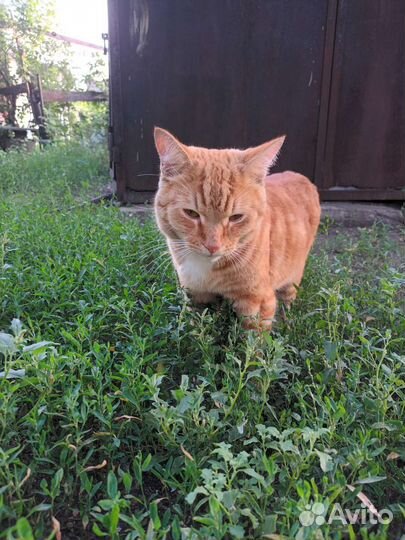 Отдам в добрые руки кота и кошку