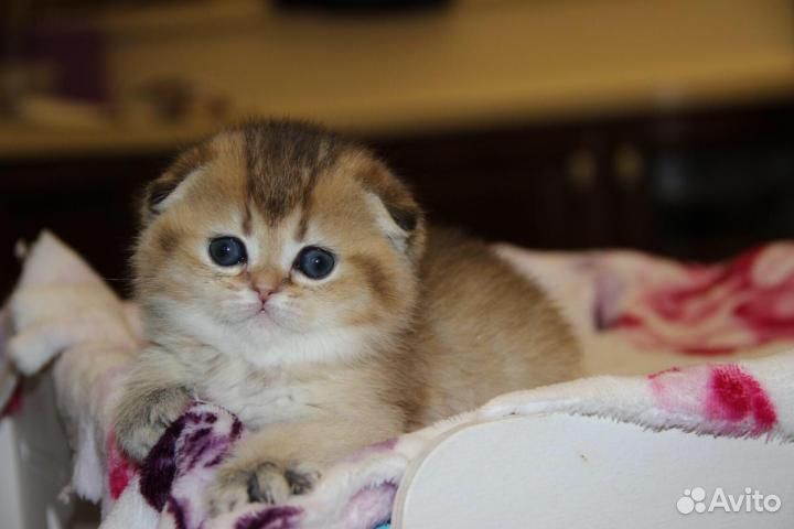 Шотландские вислоухие котята золотая шиншилла