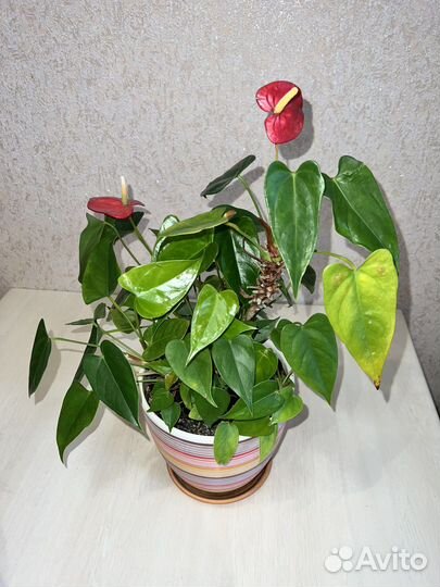 Антуриум красный, продам отростки