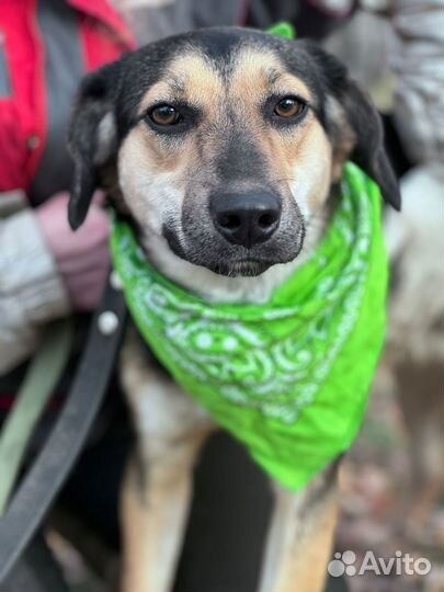 Милая собака Тутси в добрые руки