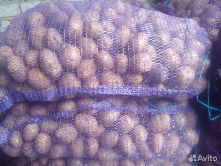 Продам картофель