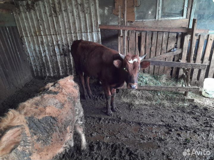3 быка, 2 тёлки