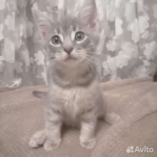 Шотландская вислоухая котята