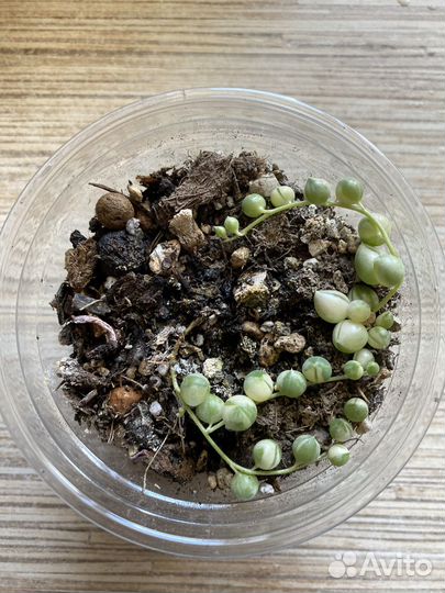 Крестовник Роули вариегатный