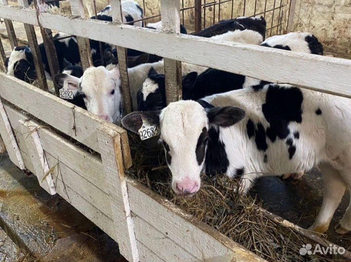 Бычки и телята