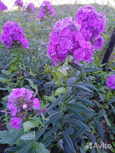 Флоксы многолетние