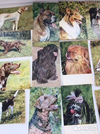 Фотокарточки 1969 год породы собак