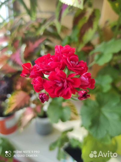 Герань пеларгония