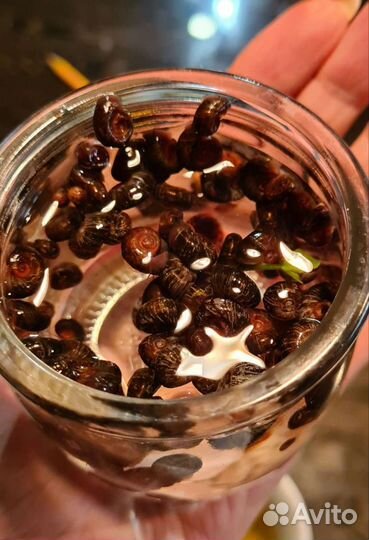 Улитки катушки