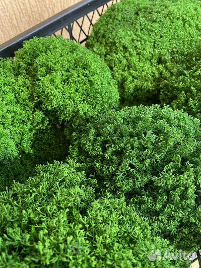 Стабилизированный мох от производителя