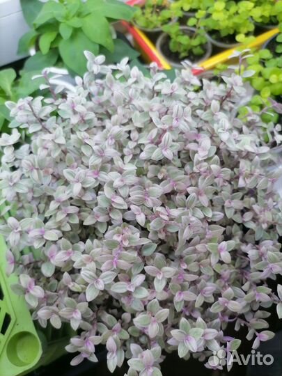 Каллизия розовая пантера