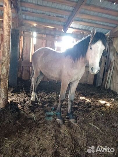 Лошади жеребцы