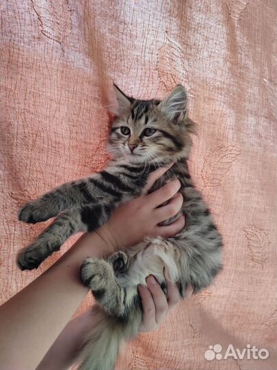 Европейская кошка