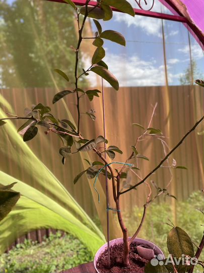 Лимонное дерево