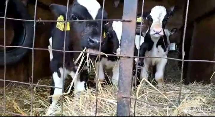 Телята бычки