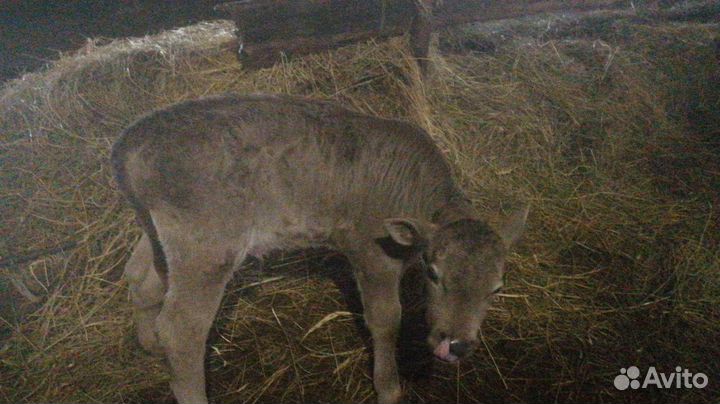 Бычки на откорм