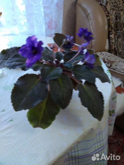 Фиалка детки