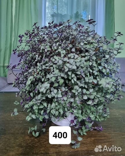 Цветы домашние в горшках