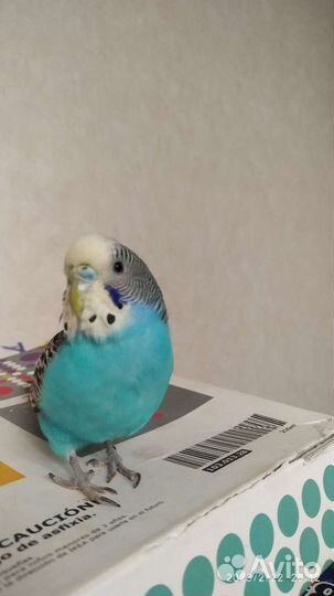 Волнистые попугаи,клетка