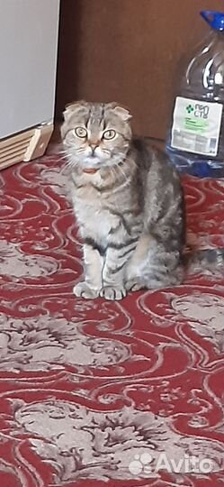 Британская вислоухая кошка