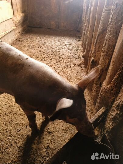 Хряк на племя пьетрен 4 месяца
