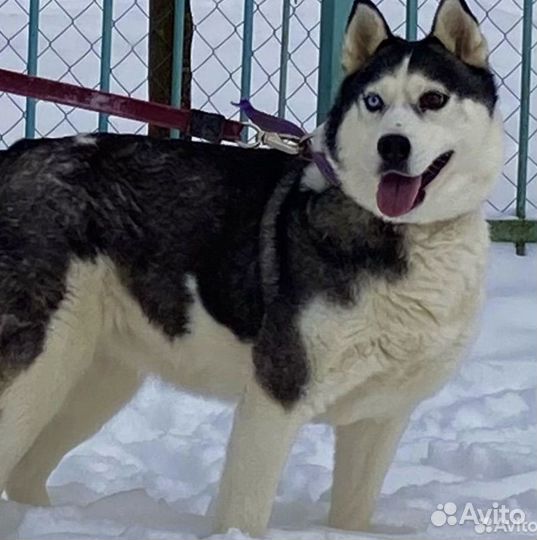 Собака в беде в добрые руки