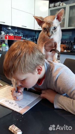 Передержка животных