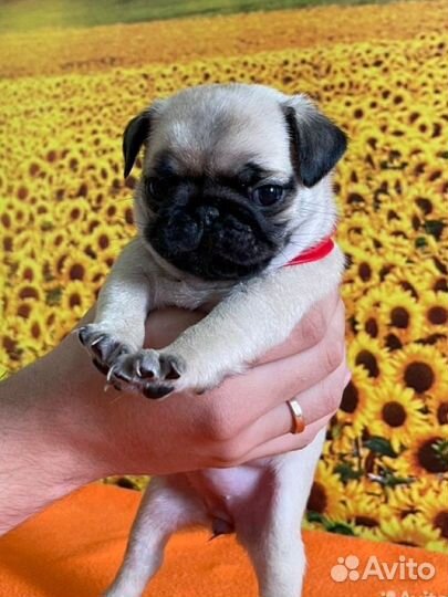 Щенки мопса