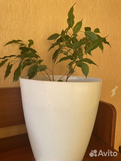 Фикус бенджамина