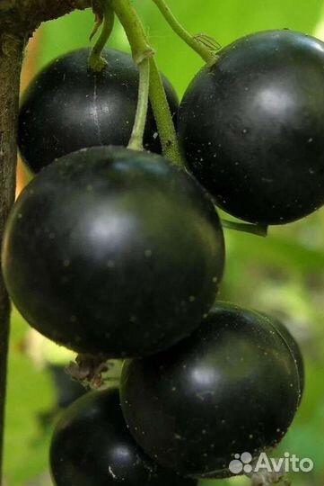 Рассада Клубники